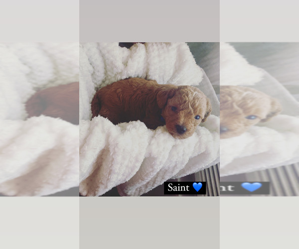 Medium Photo #1  Breeder Profile in PHILADELPHIA, PA, USA