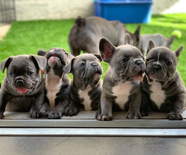 Medium Photo #1  Breeder Profile in LOS ANGELES, CA, USA