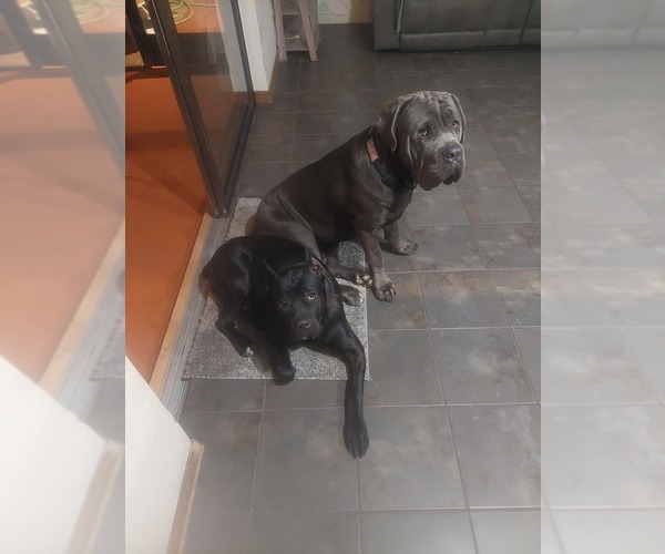 Medium Photo #1  Breeder Profile in OVIEDO, FL, USA