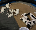 Small breeder photo