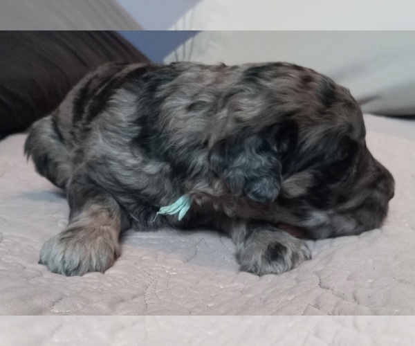 Medium Photo #9  Breeder Profile in JEFFERSONTOWN, KY, USA