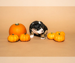Small #18 Breeder Profile image