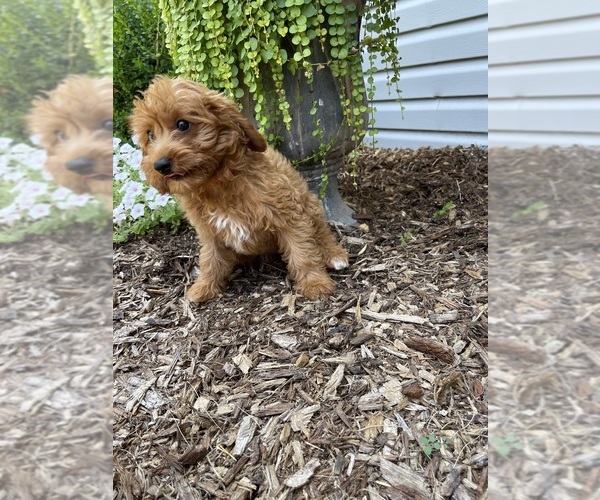 Medium Photo #1  Breeder Profile in HARRISON, AR, USA