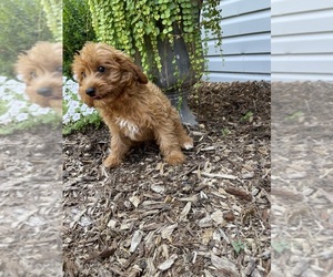 Cavapoo Dog Breeder in HARRISON,  USA