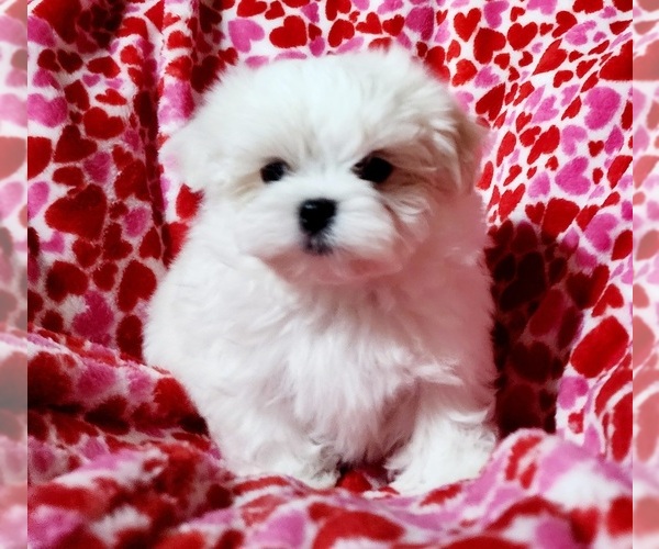 Medium Photo #2  Breeder Profile in BRANDON, MS, USA