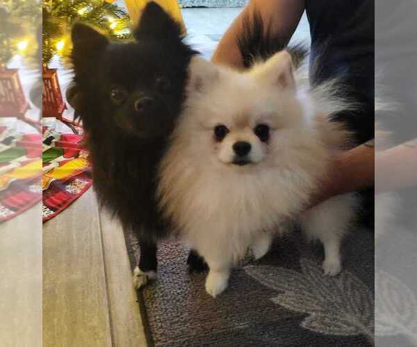 Medium Photo #3  Breeder Profile in HARKER HEIGHTS, TX, USA