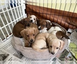 Small Photo #5  Breeder Profile in BELDING, MI, USA