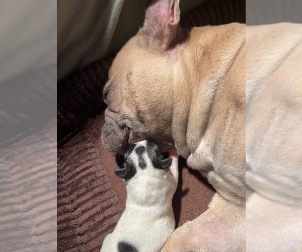 Medium Photo #4  Breeder Profile in CEDAR HILL, TX, USA