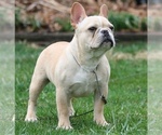 Small Photo #7  Breeder Profile in WEST PLAINS, MO, USA