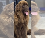 Small #35 Breeder Profile image