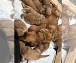Small #31 Breeder Profile image
