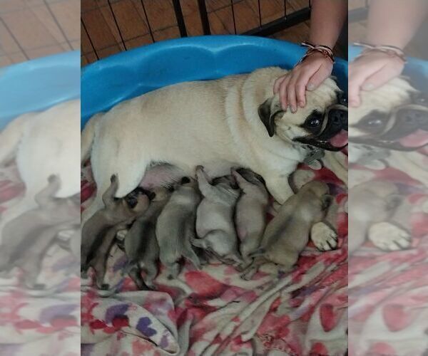 Medium Photo #1  Breeder Profile in CEDAR SPRINGS, MI, USA