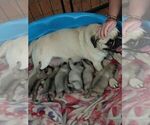 Small breeder photo
