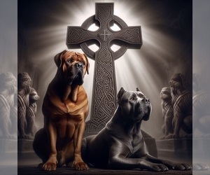Cane Corso Dog Breeder near CUMMING, GA, USA