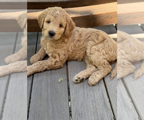 Medium Photo #6  Breeder Profile in CORVALLIS, OR, USA