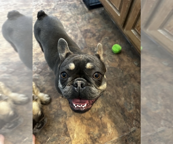 Medium Photo #10  Breeder Profile in MARICOPA, AZ, USA