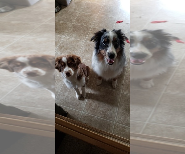 Medium Photo #1  Breeder Profile in BRUCEVILLE, IN, USA