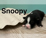 Small #9 Breeder Profile image