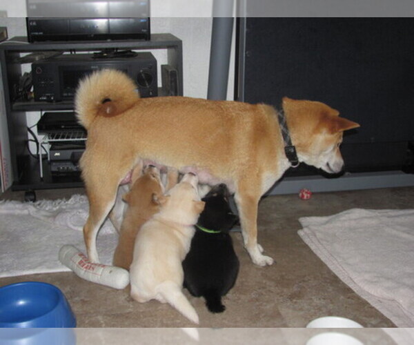 Medium Photo #1  Breeder Profile in MISSOULA, MT, USA