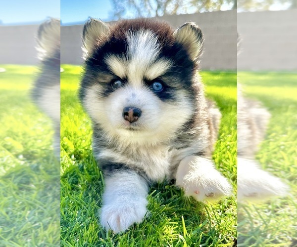 Medium Photo #1  Breeder Profile in QUEEN CREEK, AZ, USA