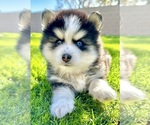 Small breeder photo