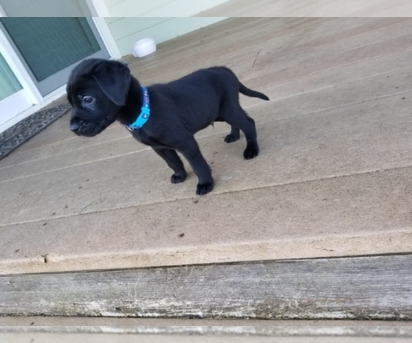 Medium Photo #1  Breeder Profile in PUYALLUP, WA, USA