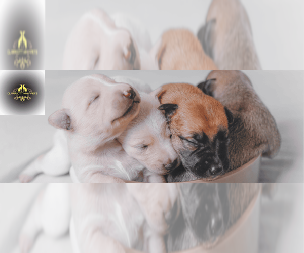 Medium Photo #1  Breeder Profile in KALAMAZOO, MI, USA
