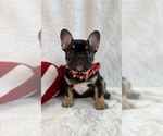 Small #46 Breeder Profile image