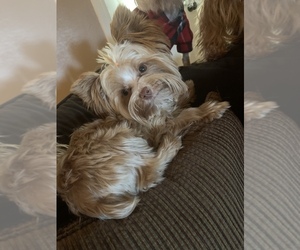 Yorkshire Terrier Dog Breeder near CHILHOWIE, VA, USA