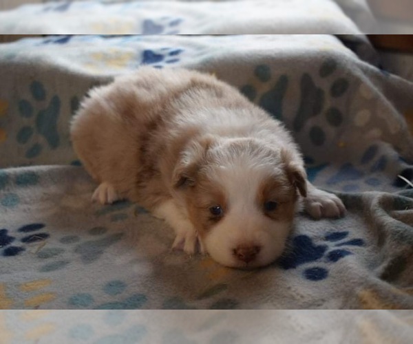 Medium Photo #21  Breeder Profile in LAKELAND, FL, USA