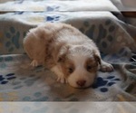 Small #20 Breeder Profile image