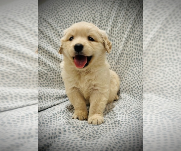 Medium Photo #2  Breeder Profile in SPRING VALLEY, NY, USA
