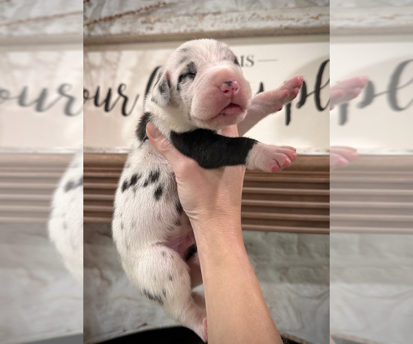 Medium Photo #9  Breeder Profile in HUNTSVILLE, TX, USA