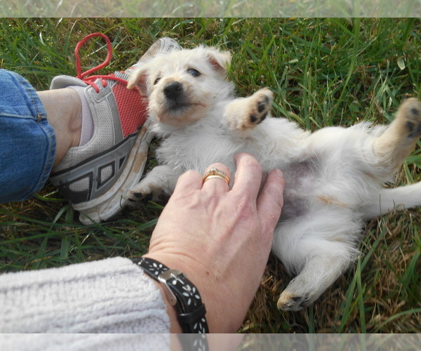 Medium Photo #3  Breeder Profile in COOKEVILLE, TN, USA