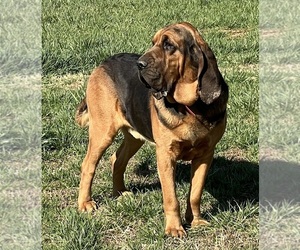 Bloodhound Dog Breeder near CHAPMANSBORO, TN, USA