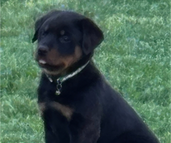 Medium Photo #2  Breeder Profile in WHITNEY, NE, USA