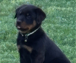 Small #1 Breeder Profile image