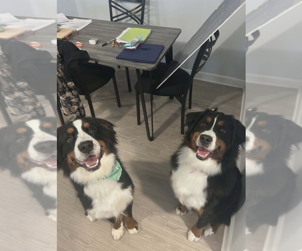 Medium Photo #1  Breeder Profile in OOLTEWAH, TN, USA