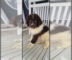 Small #39 Breeder Profile image
