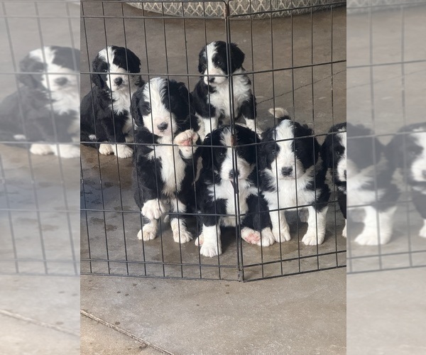 Medium Photo #3  Breeder Profile in LOWNDESBORO, AL, USA