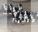 Small #2 Breeder Profile image