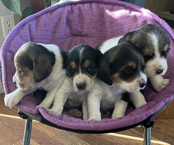 Medium Photo #1  Breeder Profile in PUEBLO, CO, USA