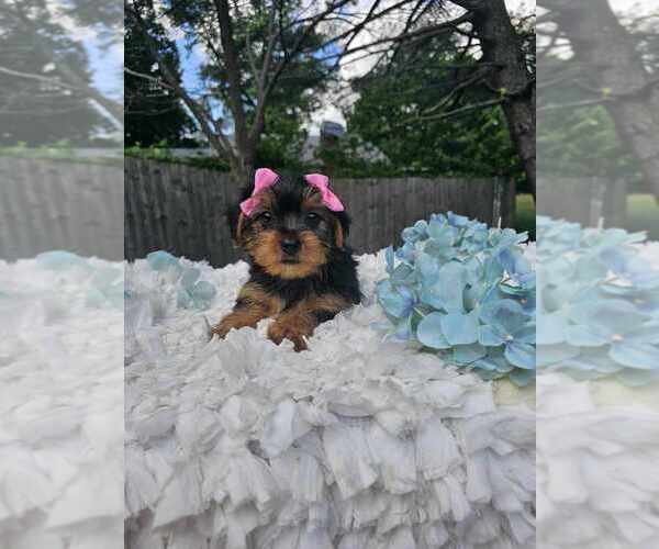 Medium Photo #3  Breeder Profile in INDIANAPOLIS, IN, USA