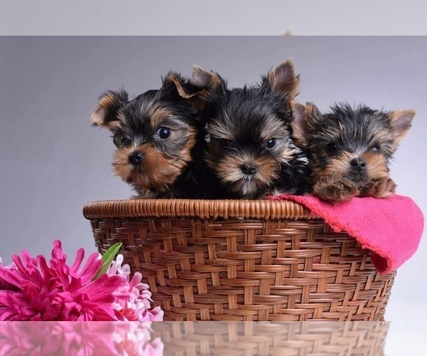 Medium Photo #4  Breeder Profile in SCHAUMBURG, IL, USA