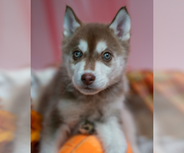 Medium Photo #4  Breeder Profile in BRISTOW, VA, USA