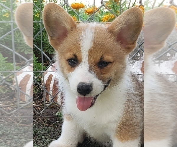 Medium Photo #2  Breeder Profile in BRIGGSDALE, CO, USA