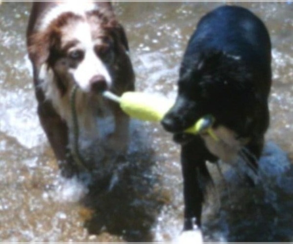 Medium Photo #34  Breeder Profile in SUNNYVALE, CA, USA