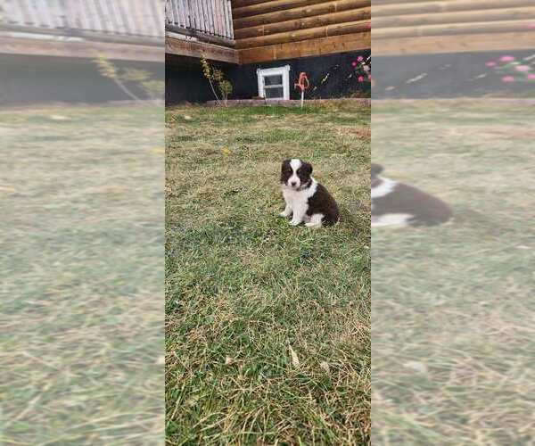 Medium Photo #4  Breeder Profile in LORIMOR, IA, USA