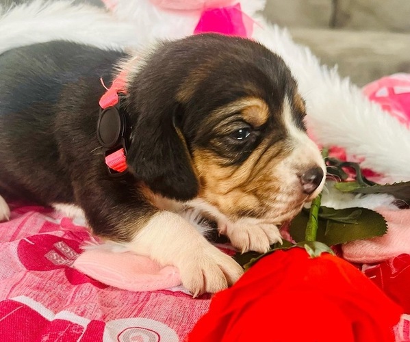 Medium Photo #1  Breeder Profile in VERNAL, UT, USA