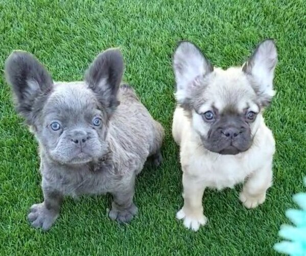 Medium Photo #5  Breeder Profile in LAS VEGAS, NV, USA